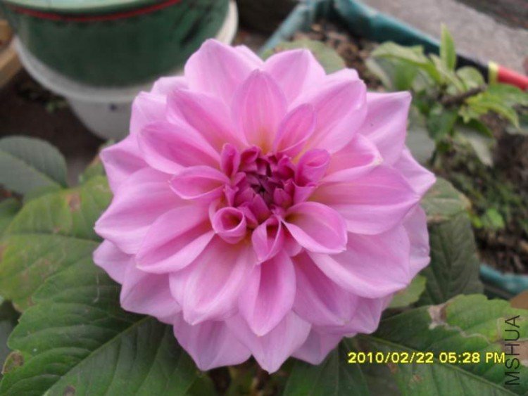 SDC10825.JPG