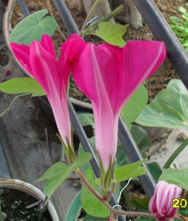 SDC10244.JPG