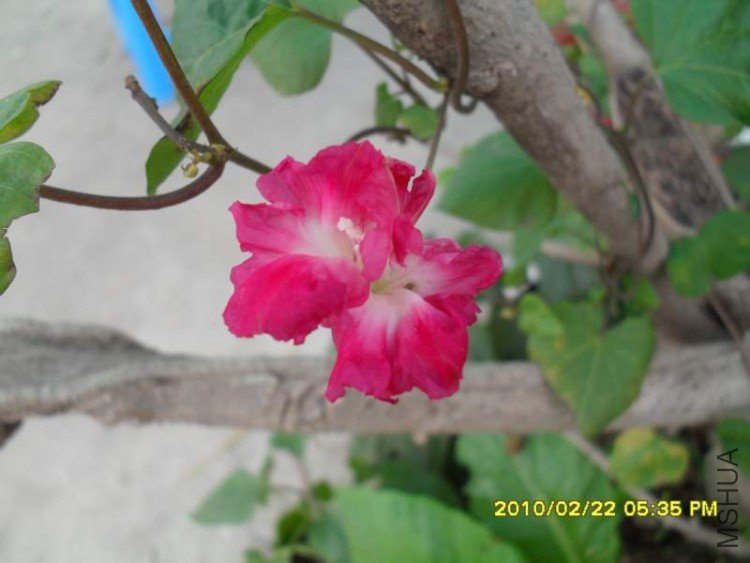 SDC10835.JPG