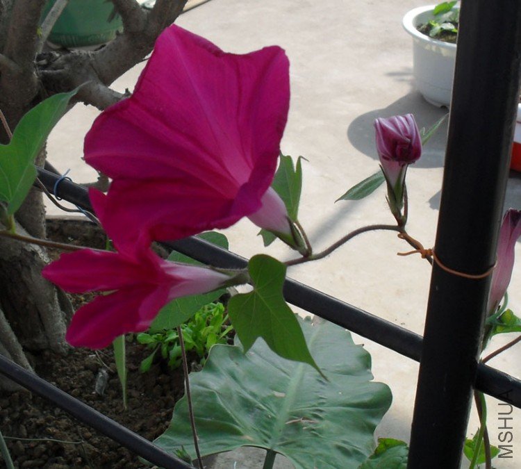 SDC10242.JPG
