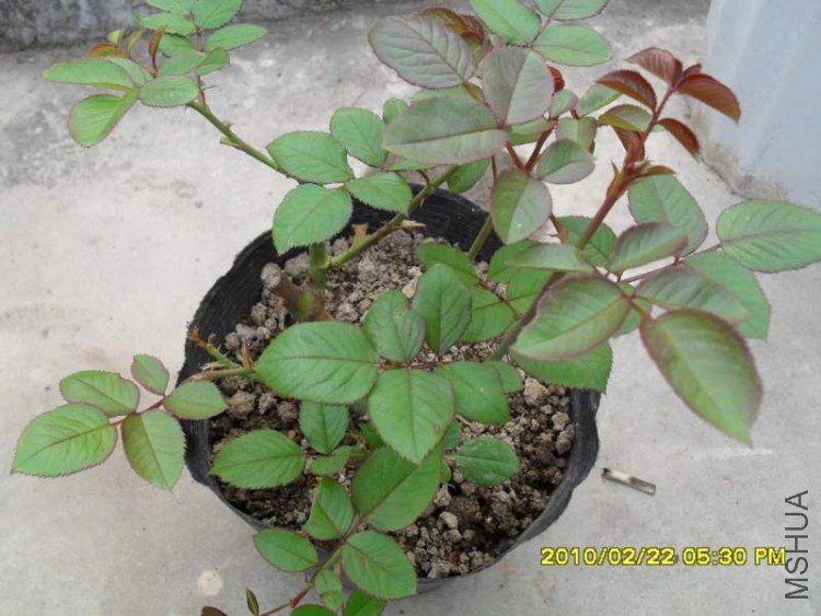 SDC10828.JPG
