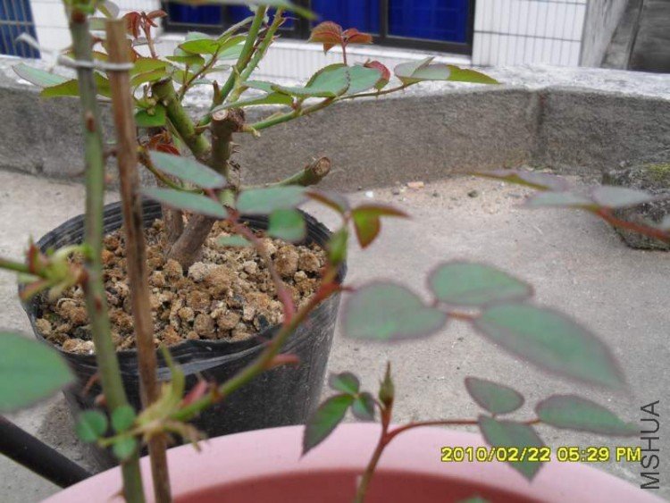 SDC10826.JPG