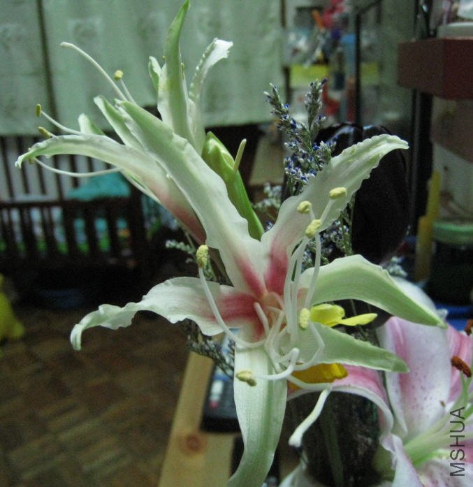 2010-02-21 ҹ��ʢ��.jpg