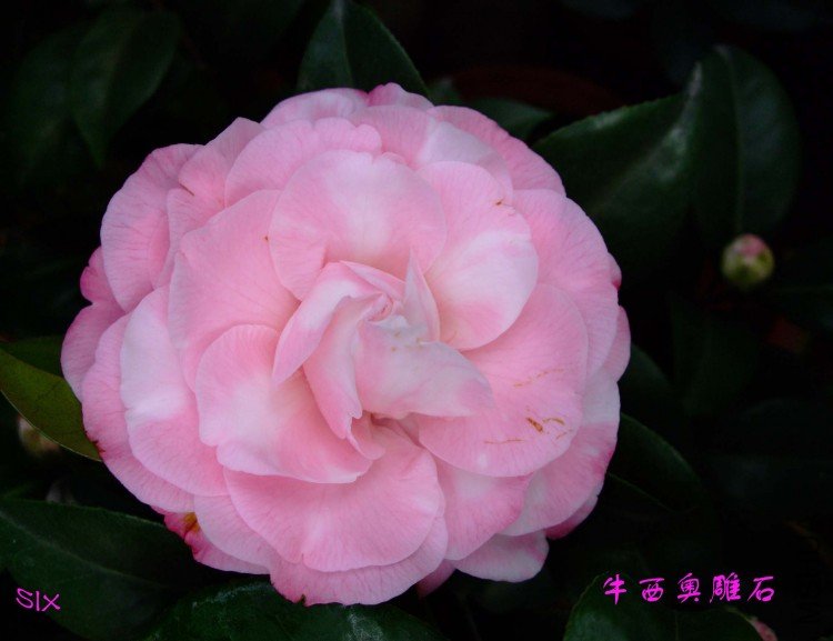 ţ���µ�ʯ10-2-23 (1).jpg