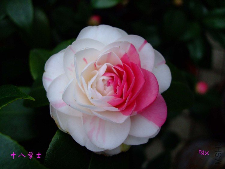 ʮ��ѧʿ10-2-23 (1).jpg