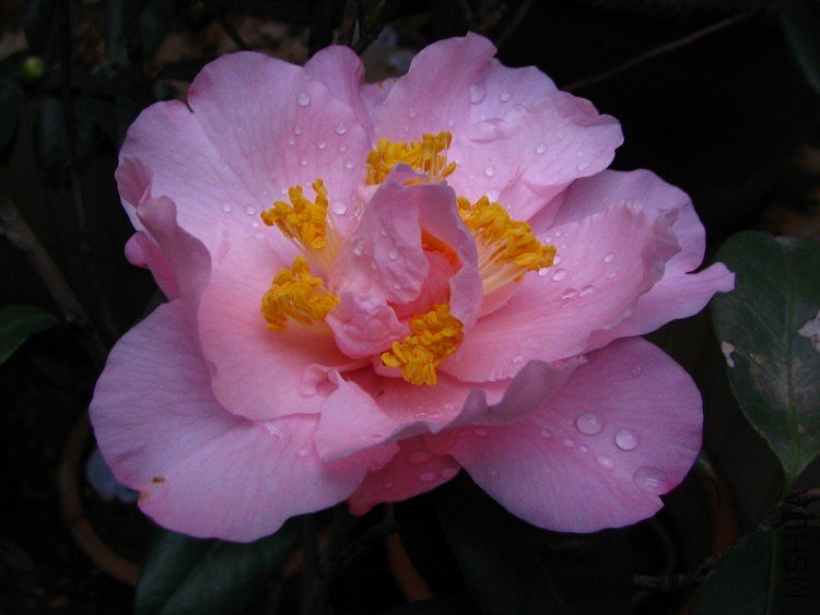 2010.02.24.���ѼҵĲ軨�� 002.jpg