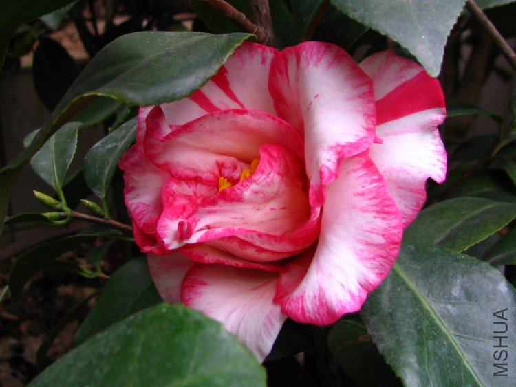 2010.02.24.���ѼҵĲ軨�� 009.jpg