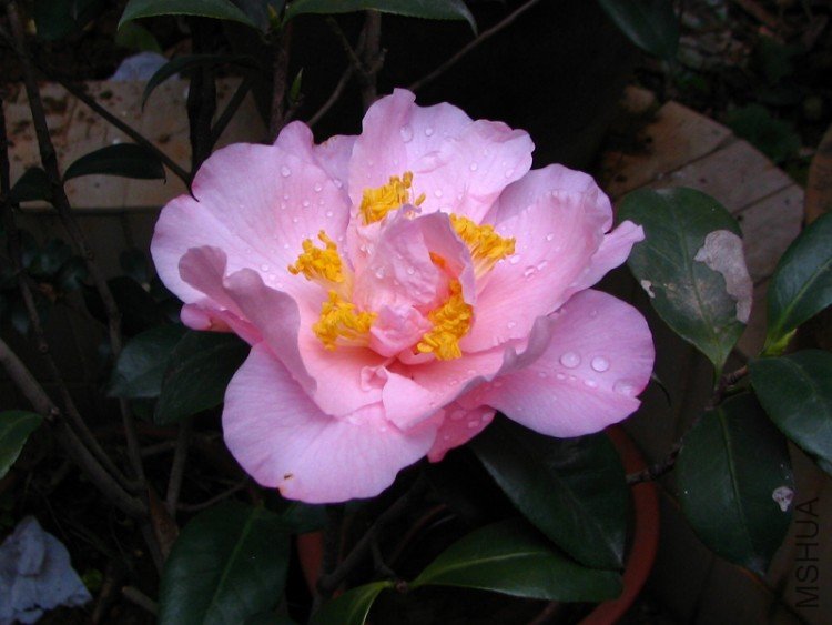 2010.02.24.���ѼҵĲ軨�� 001.jpg