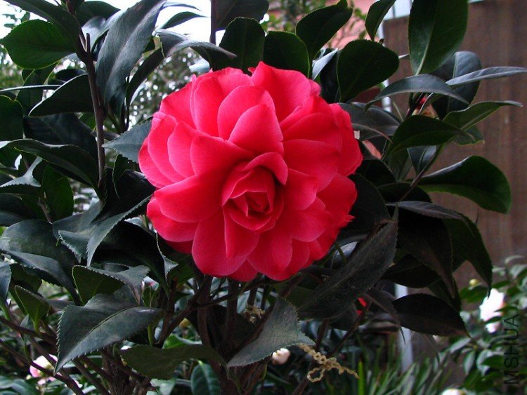 2010.02.24.���ѼҵĲ軨�� 018.jpg