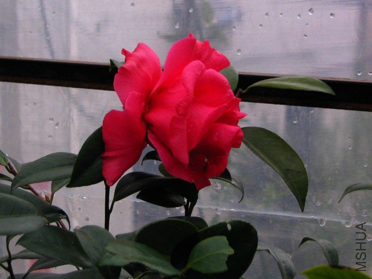 2010.02.24.���ѼҵĲ軨�� 016.jpg