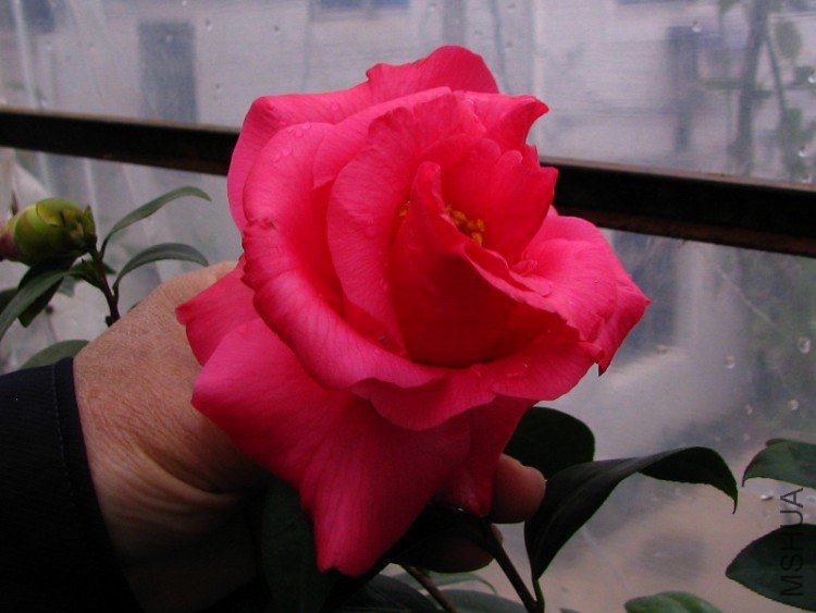 2010.02.24.���ѼҵĲ軨�� 014.jpg