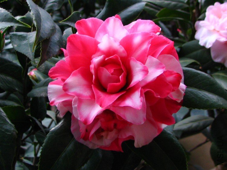 2010.02.24.���ѼҵĲ軨�� 024.jpg