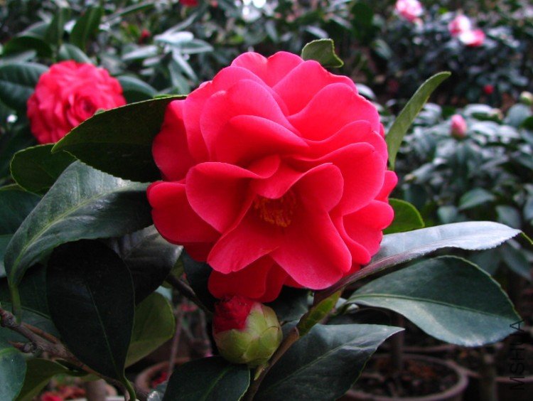 2010.02.24.���ѼҵĲ軨�� 023.jpg