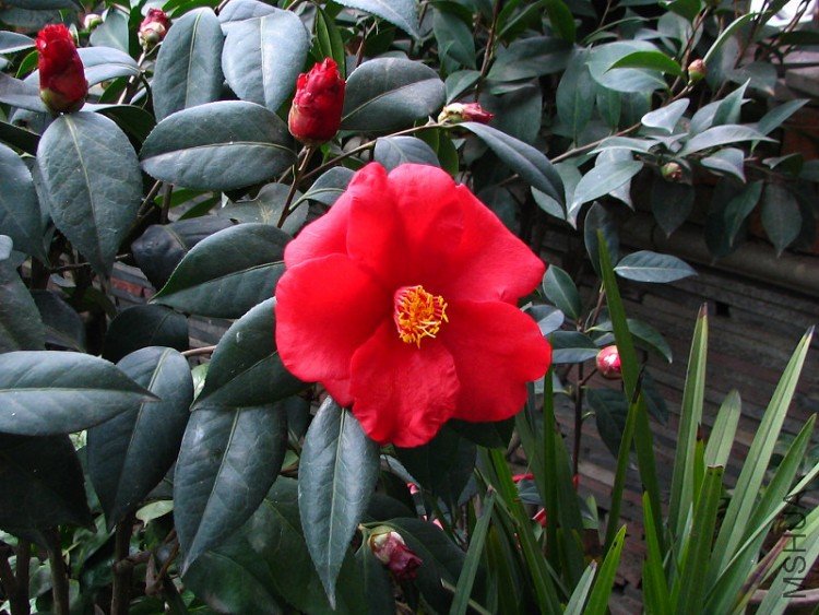 2010.02.24.���ѼҵĲ軨�� 026.jpg