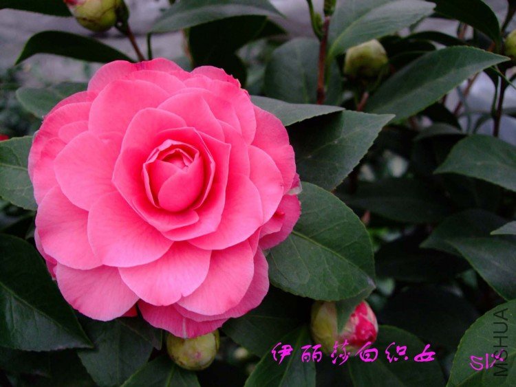 ����ɯ��֯Ů  10-2-24.jpg