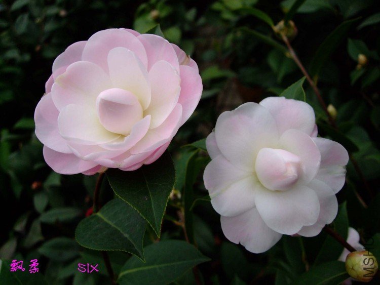 Ʈ�� 10-2-24 (6).jpg