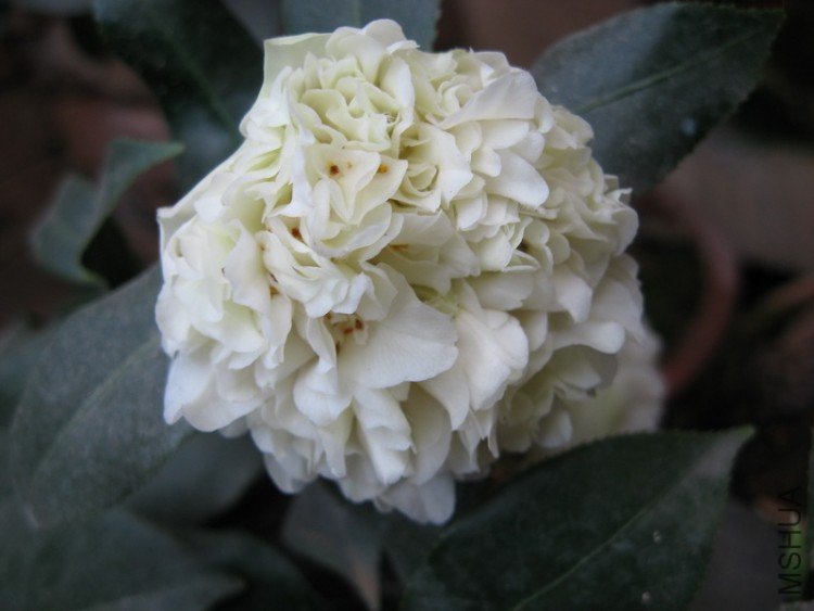 ���꿪��С��