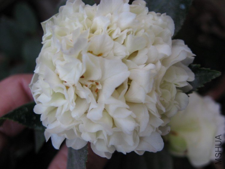 ���꿪��С��