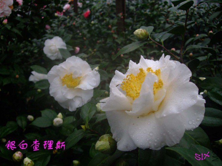 ���ײ���˹ 10-2-25(1).jpg