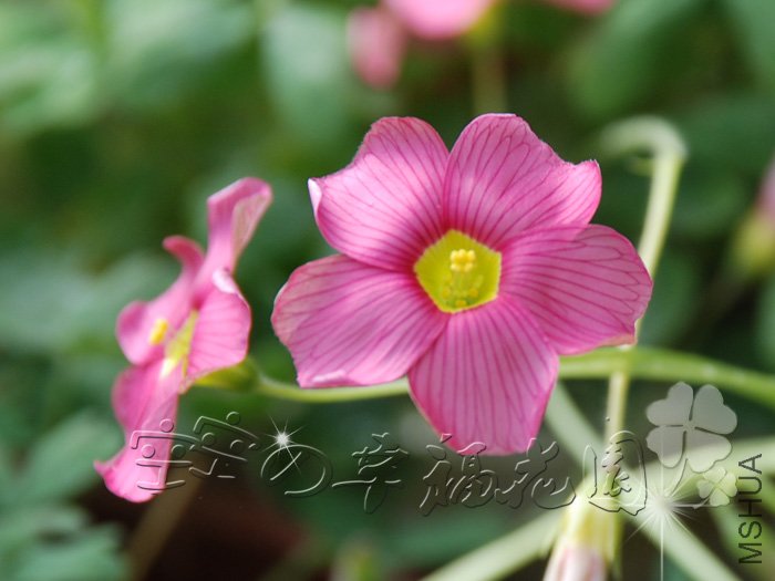 high pink ����.jpg