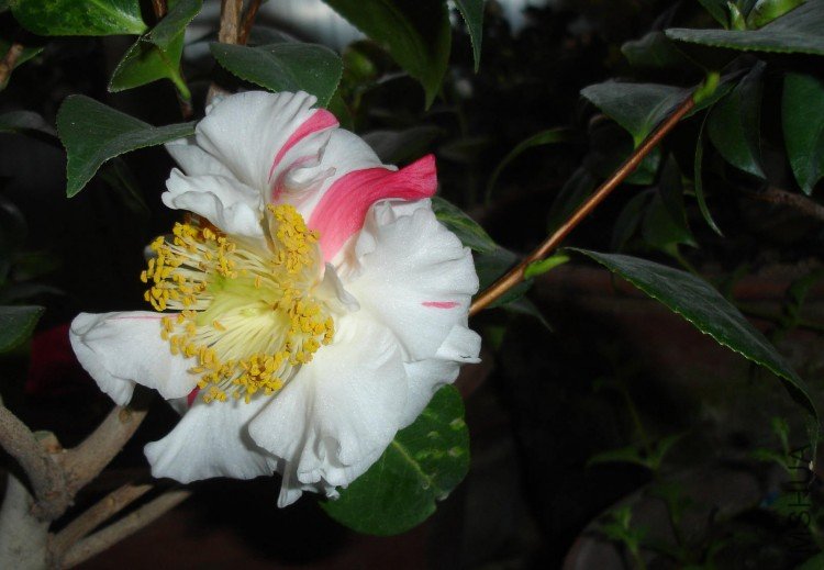 DSC031900.jpg