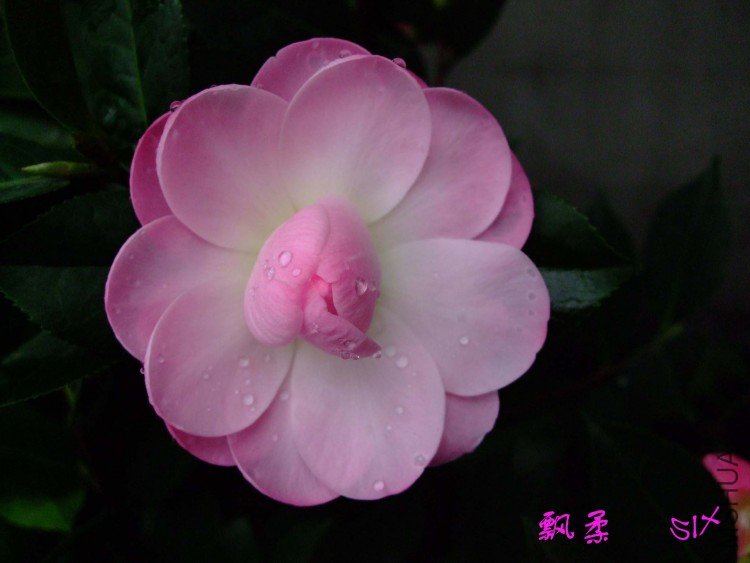 Ʈ�� 10-2-26(1).jpg