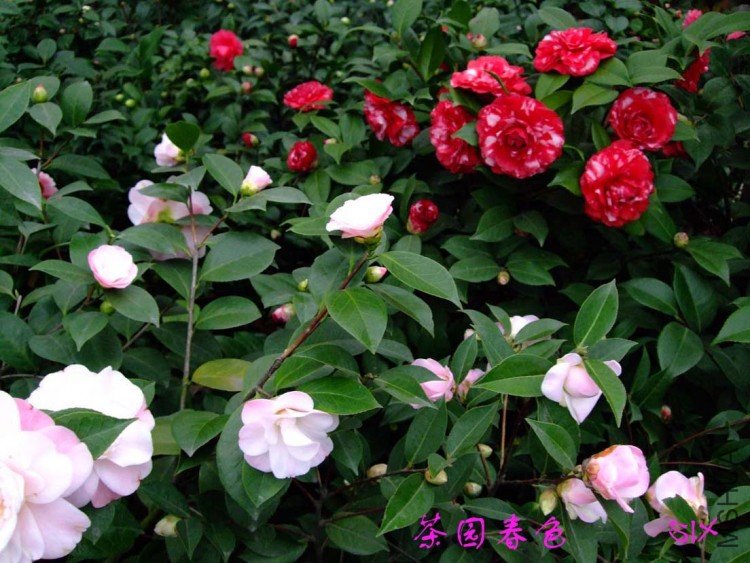 ��԰ 10-2-26f.jpg