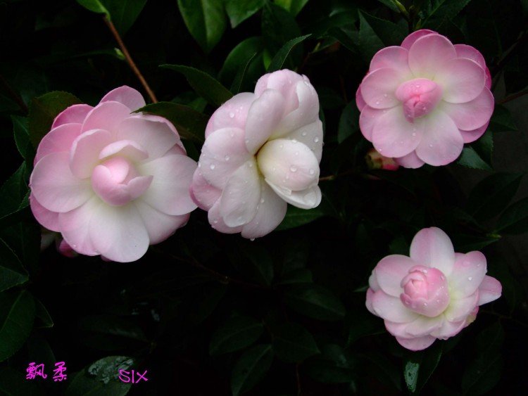 Ʈ�� 10-2-26 (2).jpg