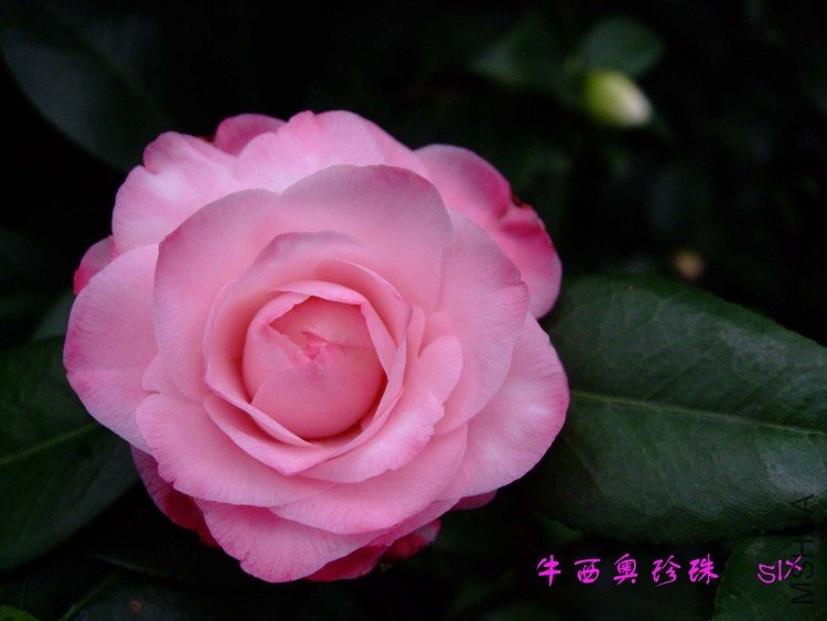 ţ��������  10-2-26(1).jpg