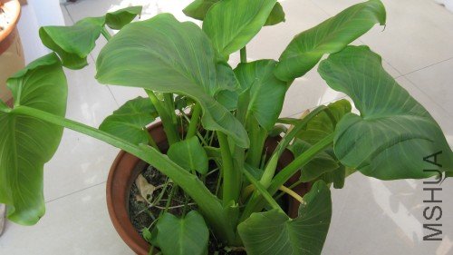 ������ 1.jpg