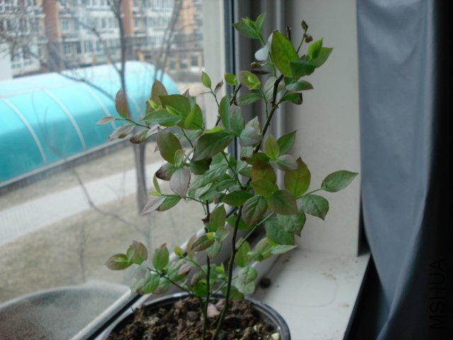 DSC04436.JPG