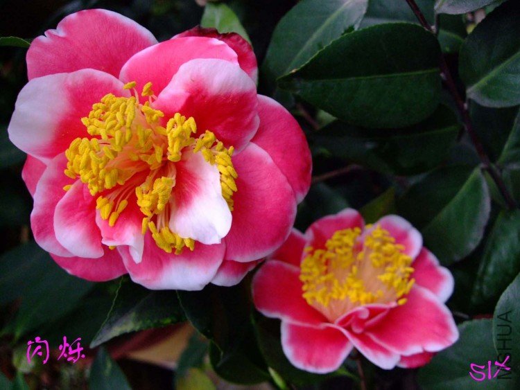 ��˸i 10-2-27(1).jpg