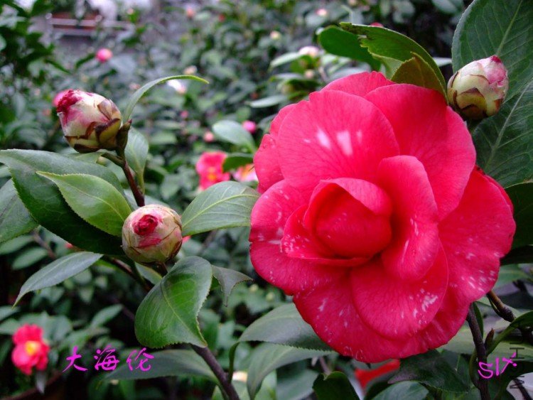 ��ɫ���� 10-2-27(1).jpg