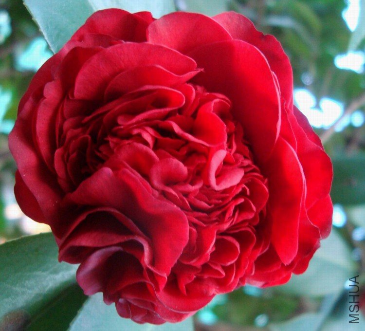 ����⾳����