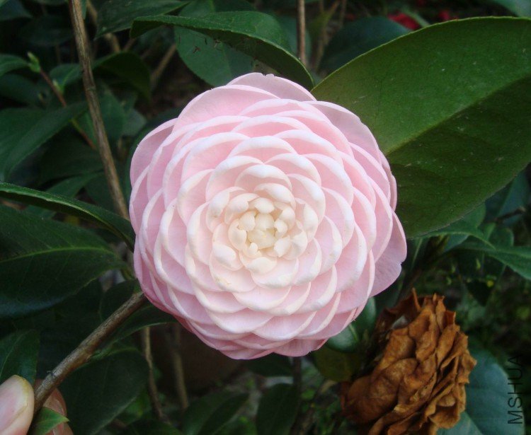 ע�⿴�ԱߵĿݻ�