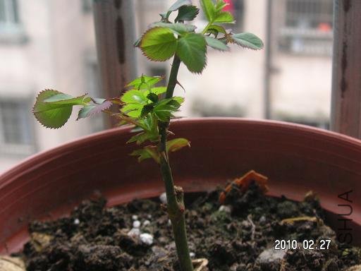 PICT5265.JPG