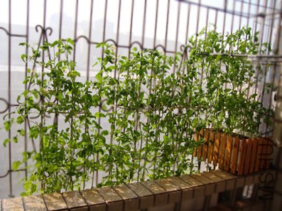 ʥŮ���ڷ賤������������һ��