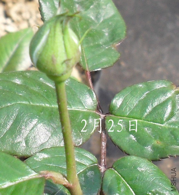 2��25��