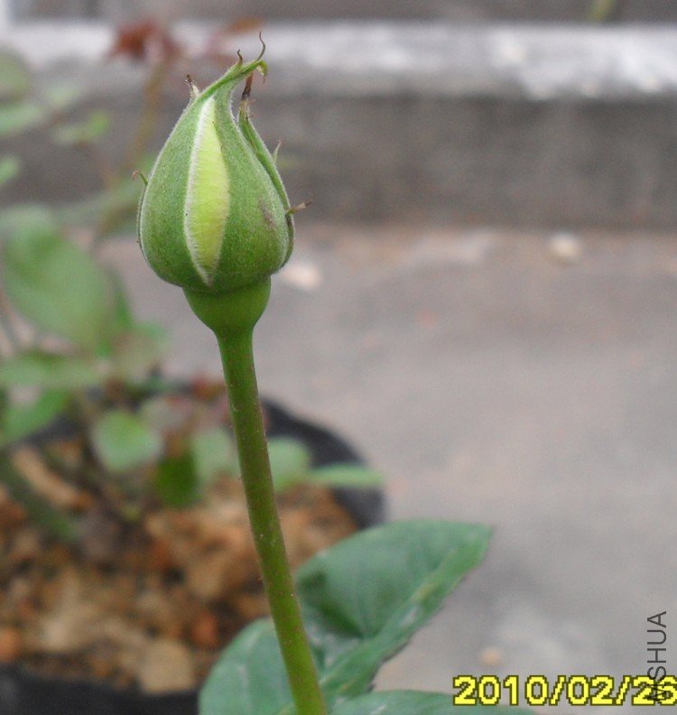 2��26��