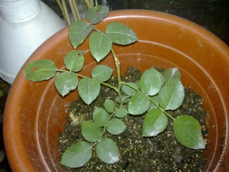 200912031233.jpg