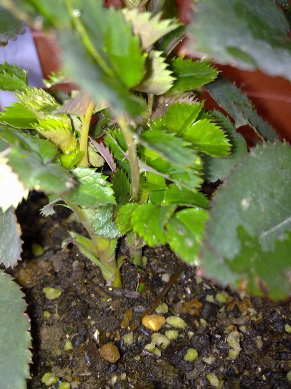 201002271817.jpg