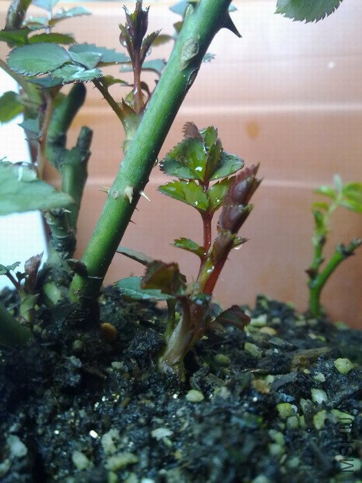 201002271824.jpg
