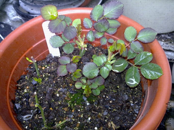 201002271826.jpg