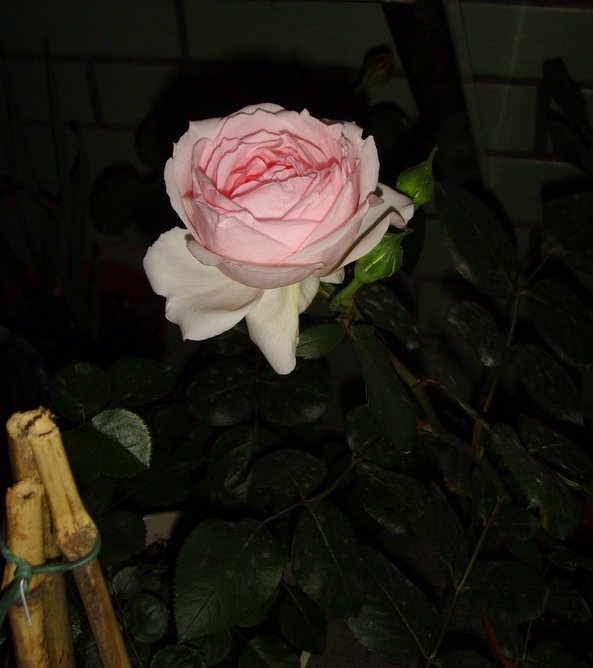 SSL28252.jpg