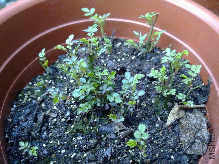 201002271828.jpg