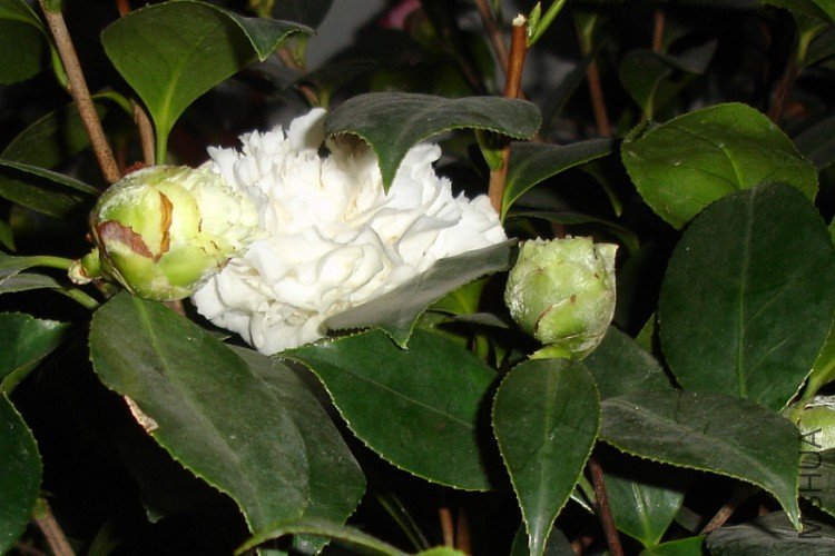 DSC0338600.jpg