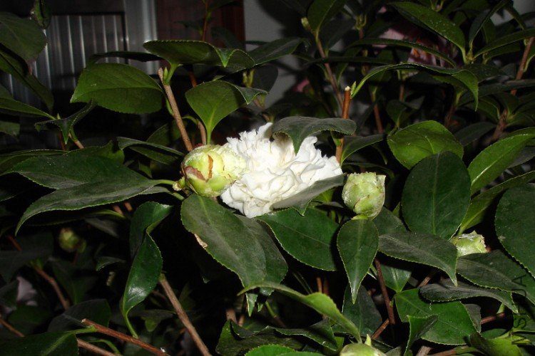 DSC033860.jpg