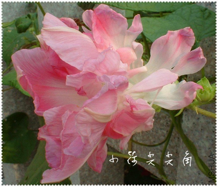 DSCF0008.jpg