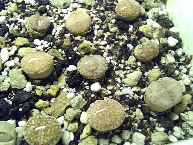 ��ϣ������� (36).jpg