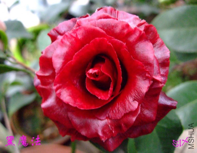 ��ħ�� 10-2-28(1).jpg